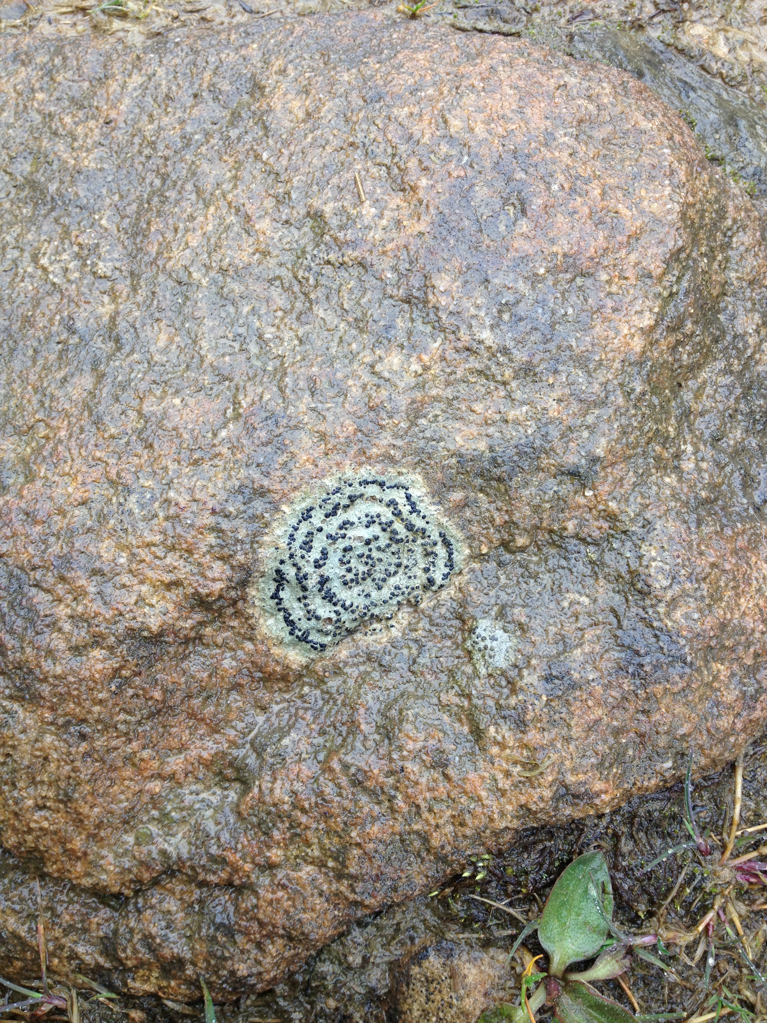 Distinctive lichen