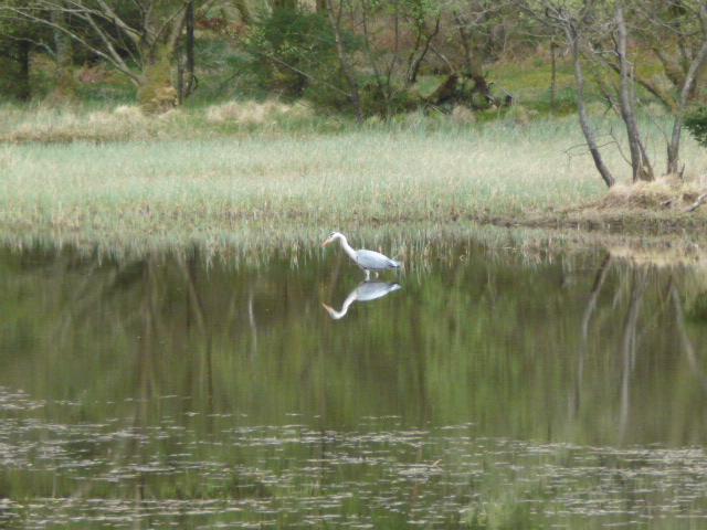 The heron