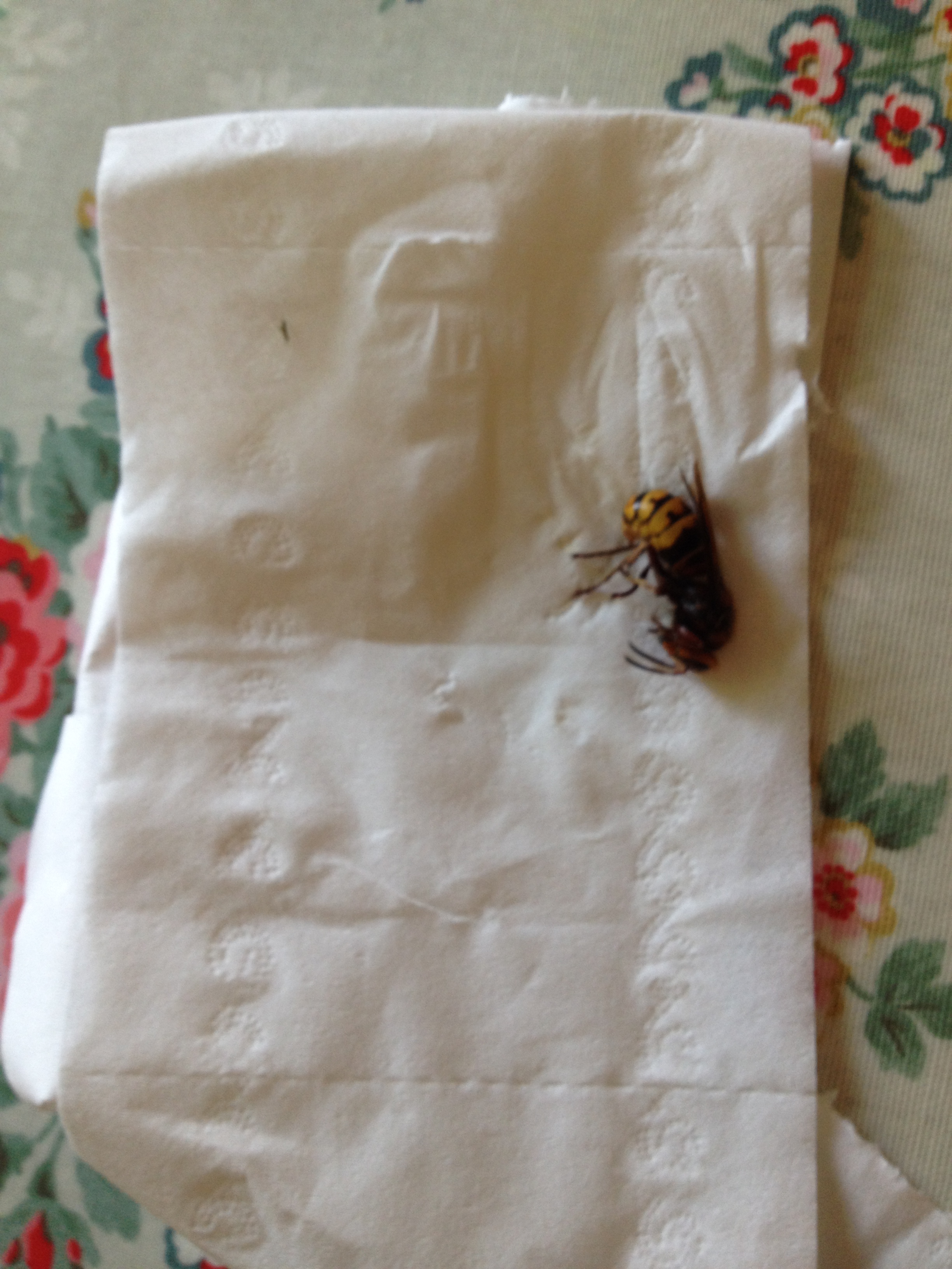 Asian hornet