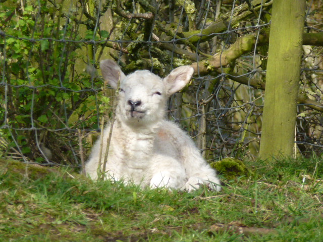 I saw a lot of these sleepy lambs