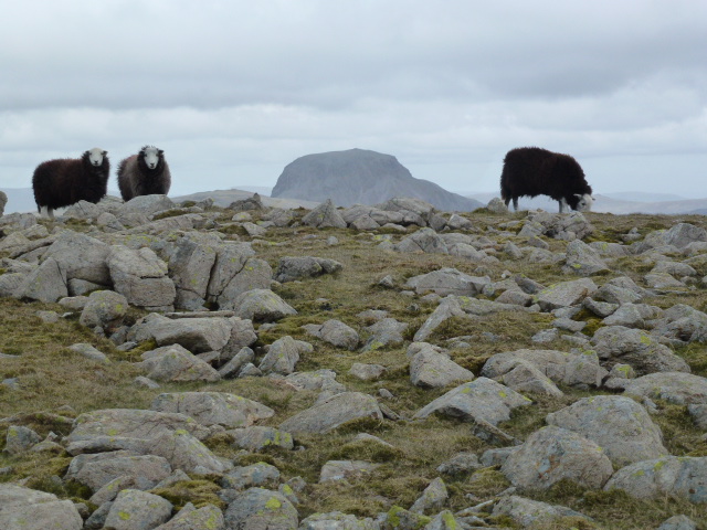And with Herdwicks
