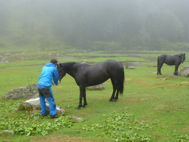 Attending to the horses