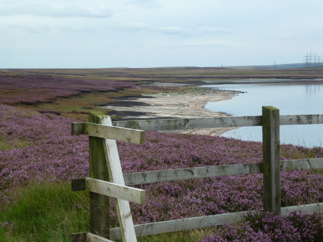 The blooming heather