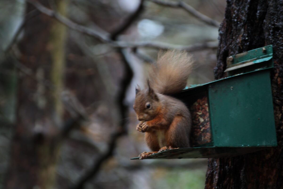 North Ballachulish 2